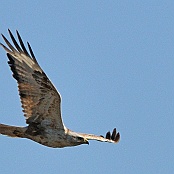 Long-legged Buzzard  "Buteo rufinus"